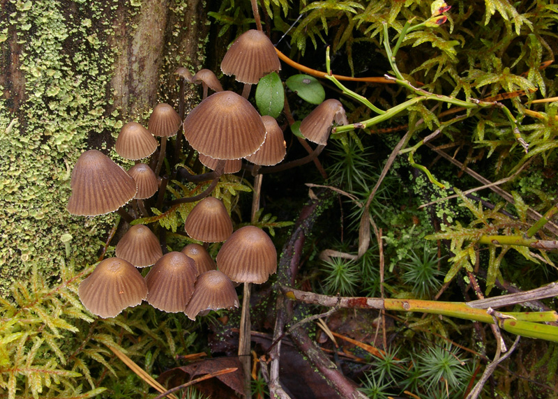 Mycena stipata